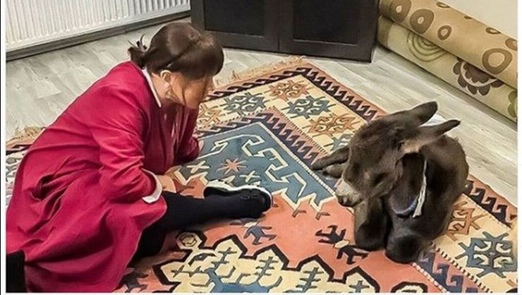 Sezen Aksu Sahiplendiği Sıpayı Yalısına Aldı. Sezen Aksu Sahiplendiği Sıpayı Yalısına Aldı.
